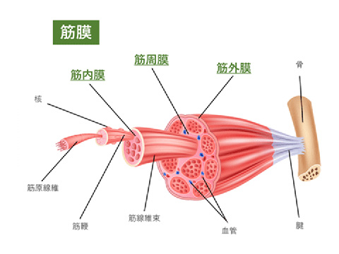 筋肉と筋膜の構造