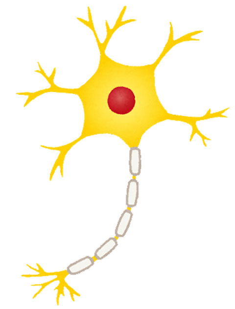 神経細胞 侵害受容器